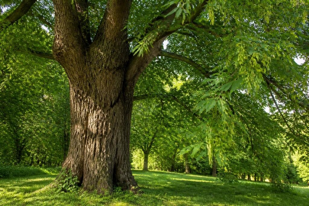découvrez l'orme, arbre emblématique de france : photos, identification des feuilles et fruits, ainsi que sa symbolique riche et son importance dans la culture française.