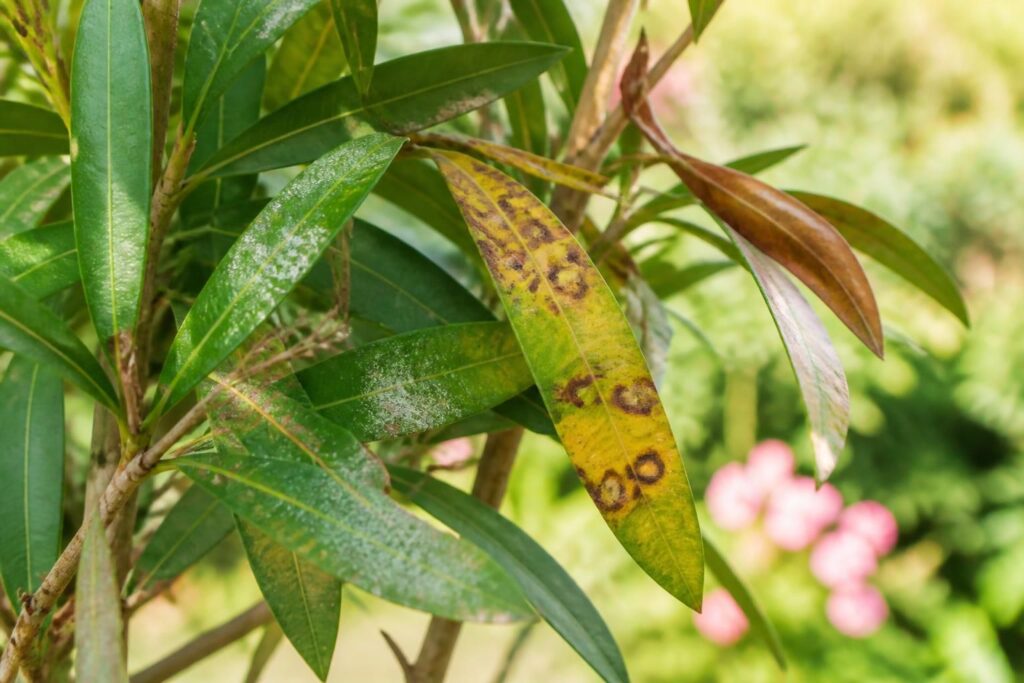découvrez comment reconnaître et traiter les infections courantes des lauriers roses grâce à nos photos illustratives et conseils pratiques pour préserver vos plantes.